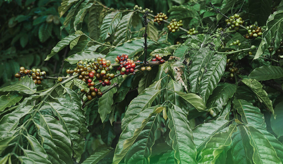 Headerbild zur Erfolgsgeschichte von Fokus Zukunft und der Murnauer Kaffeerösterei